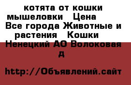 котята от кошки мышеловки › Цена ­ 10 - Все города Животные и растения » Кошки   . Ненецкий АО,Волоковая д.